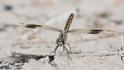 Brachythemis impartita (Northern Banded Groundling) imm male 7 .JPG